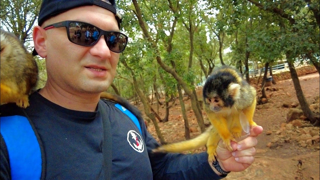 Поселение Йодфат, бездомные собаки и лес обезьян