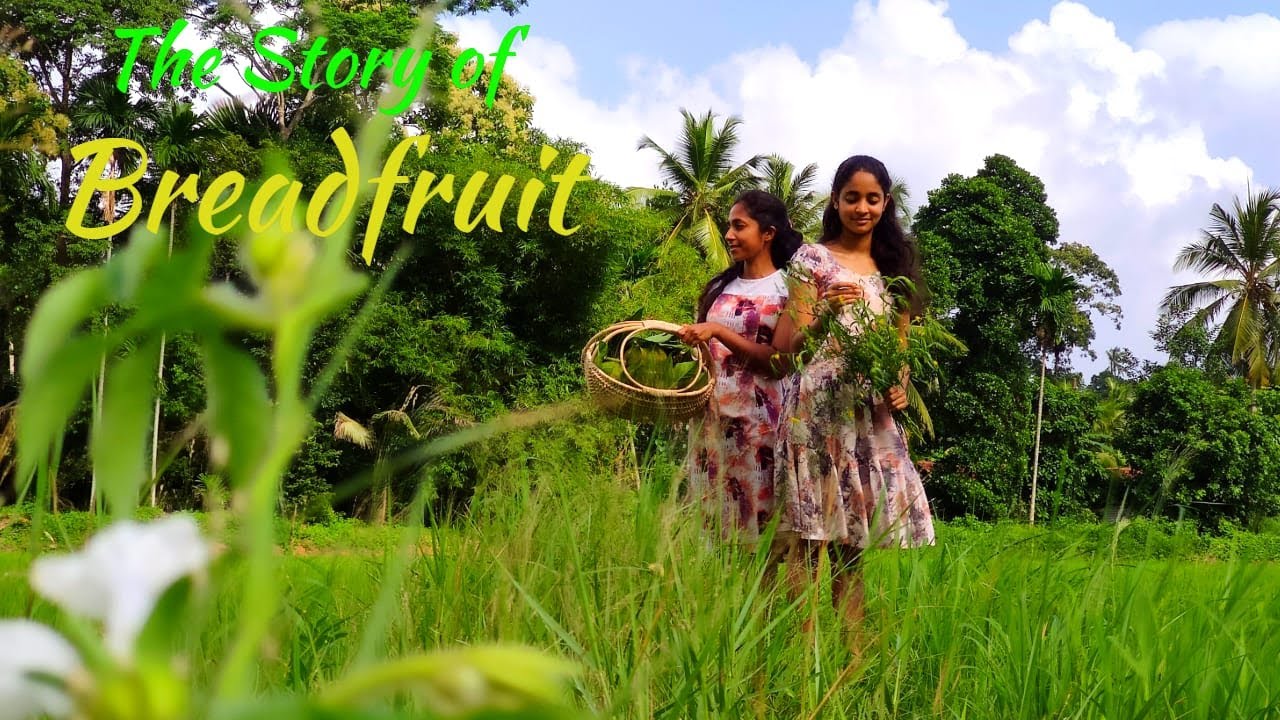 The Story of Breadfruit | Traditional Breeze
