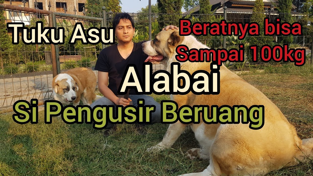Anjing Pilihan Saya, Alabai si Pengusir Beruang