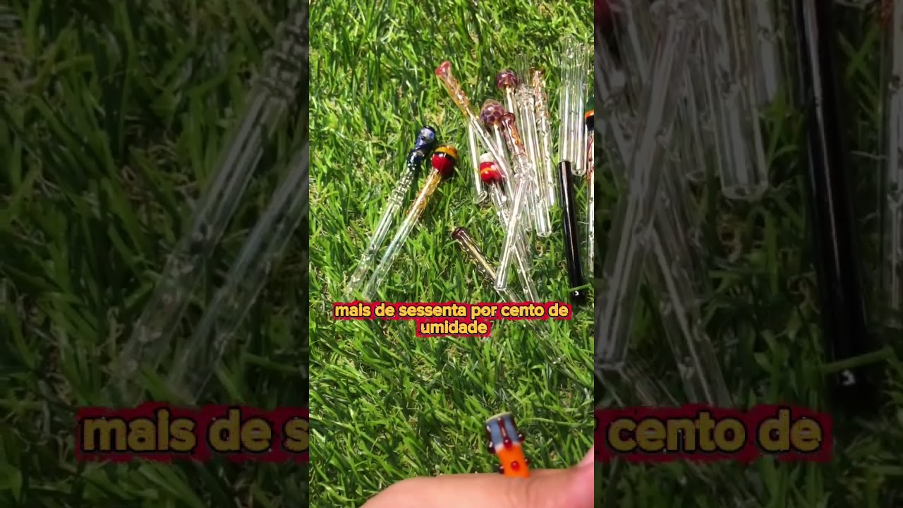 Mofo nos buds Cannabis 