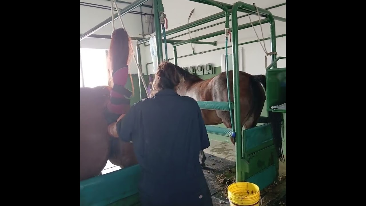 Equine Embryo recovery procedure  Invitro