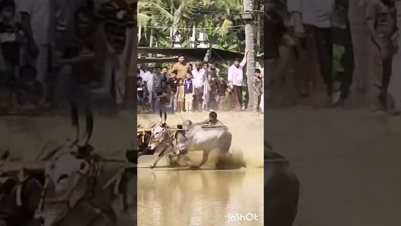 തിരൂർ കാഞ്ഞീരകോൽ കാള പൂട്ട് മത്സരം.