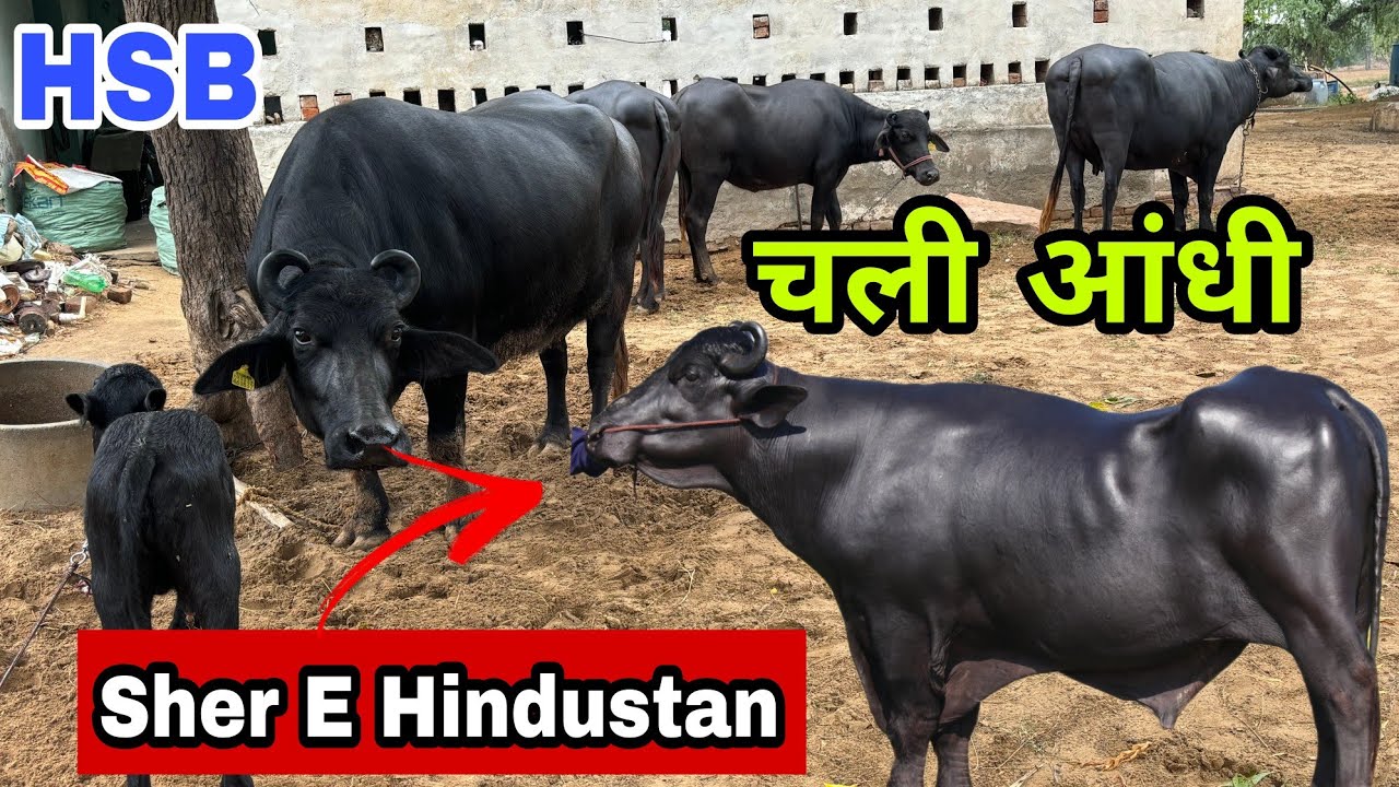 आ चुकी है मुर्राह में क्रांति Sher E Hindustan की शानदार कटड़ियां - बेहतरीन Result के साथ HSB Bulls