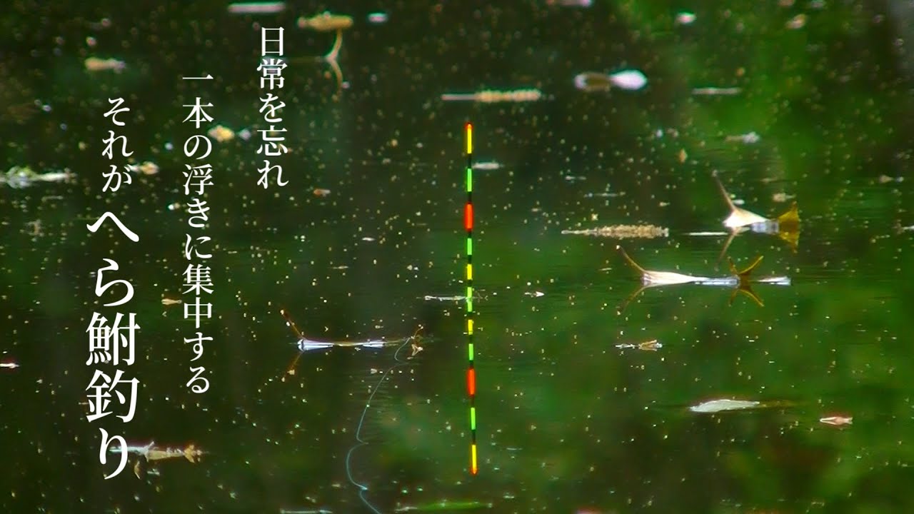 日常を忘れ一本の浮きに集中する、それがへら鮒釣りの醍醐味だ！【ASMR】