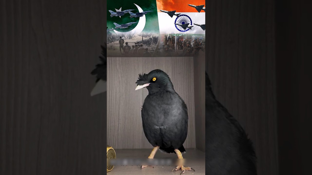 The Shalik bird sang a ghazal about the India-Pakistan war. 