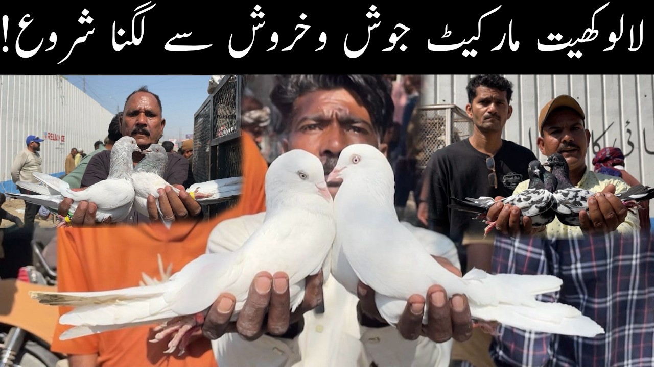 Karachi Kabootar Market Lalukhet Sunday Video Latest Update 15-2-2026 in Urdu/Hindi