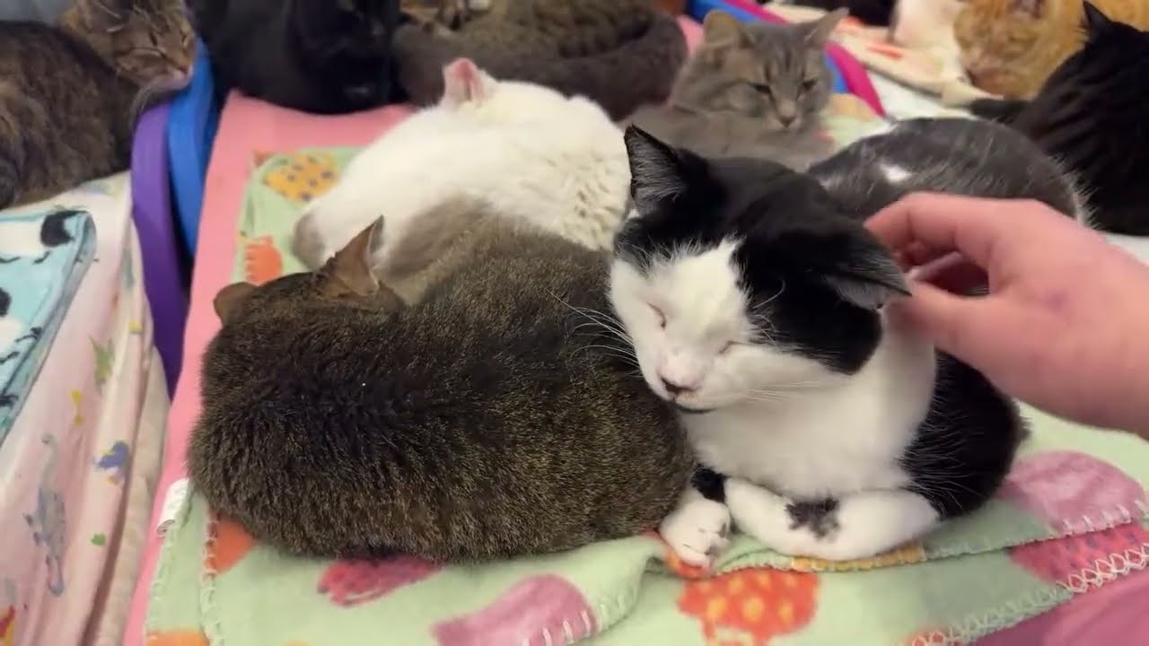 Furball Frenzy