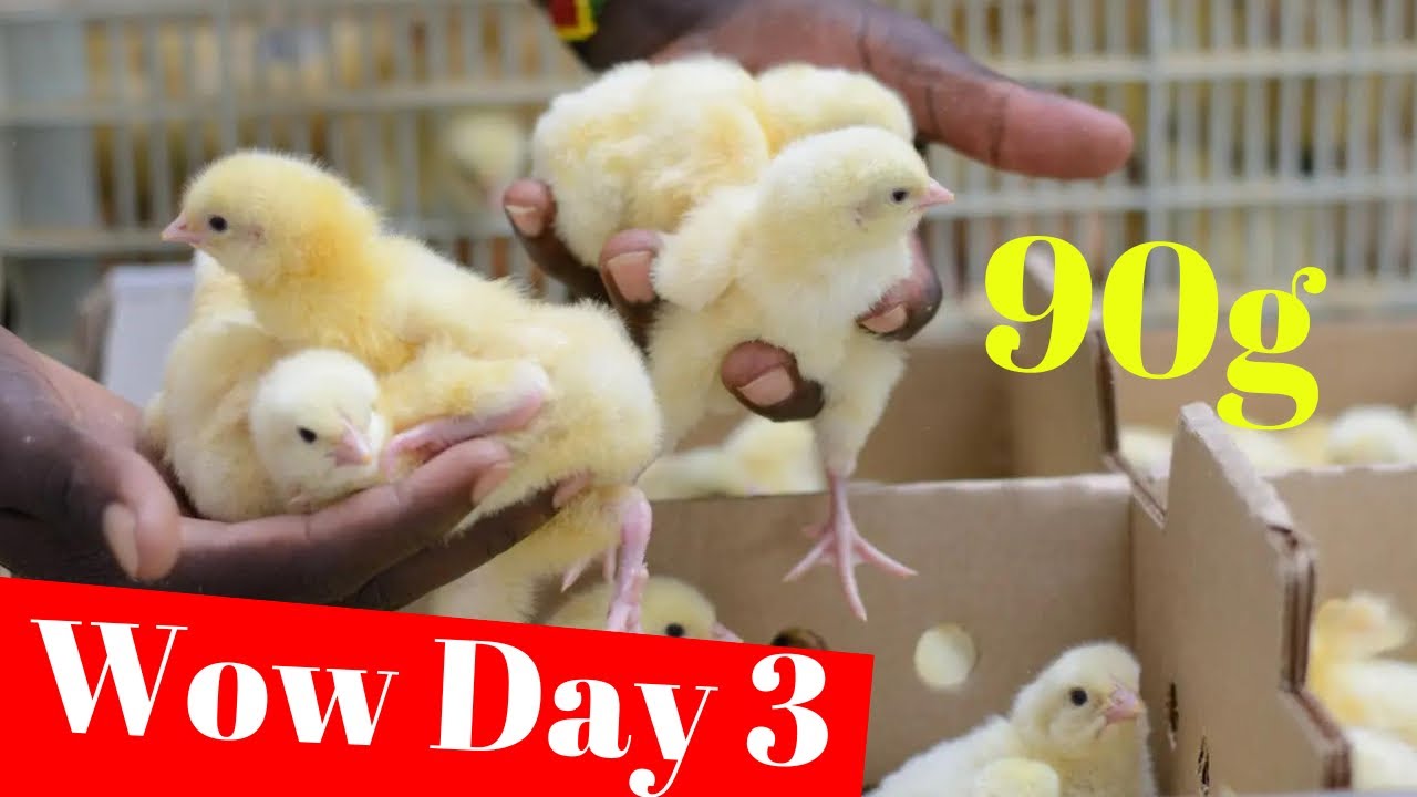 POULTRY BROILER FARMING - HOW TO ACHIEVE UNIFORMITY TO MAXIMIZE PROFITABILITY