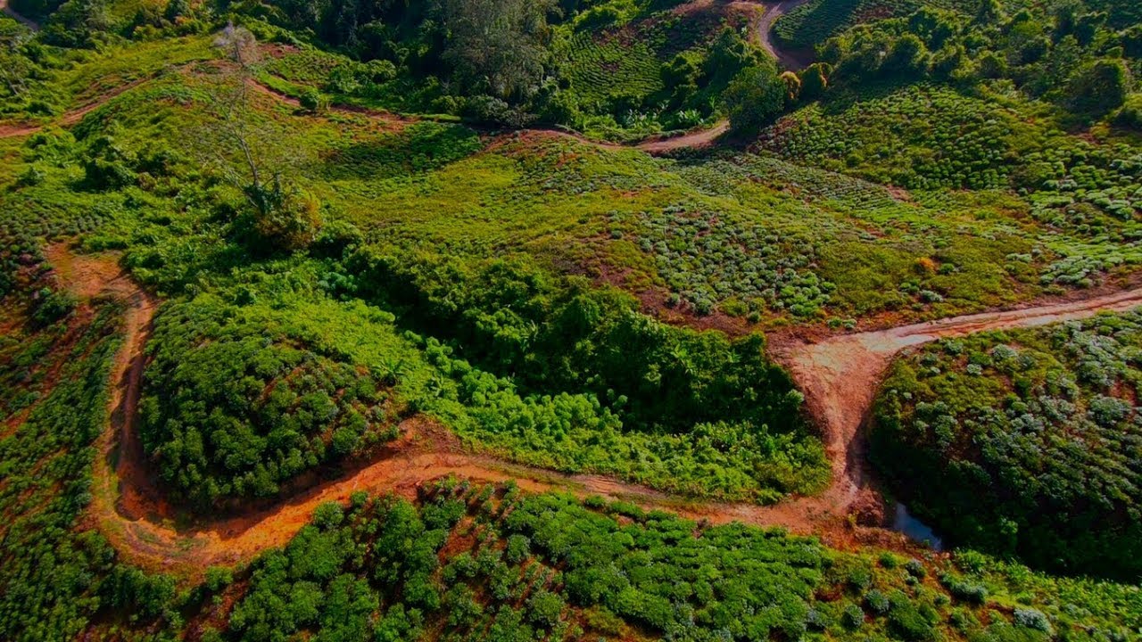 Sabah Tea Garden, Ranau, Borneo, Malaysia GoPro 1080p