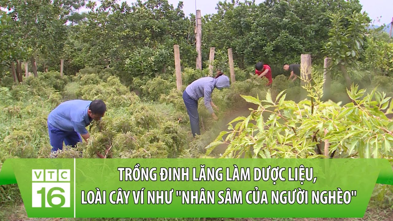 Trồng đinh lăng làm dược liệu, loài cây ví như 