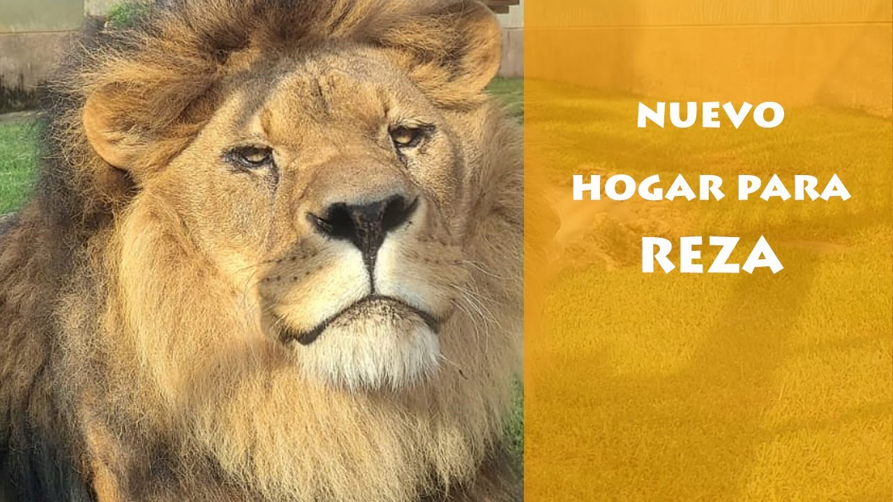 Reza viaja a su nuevo hogar - AAP Primadomus