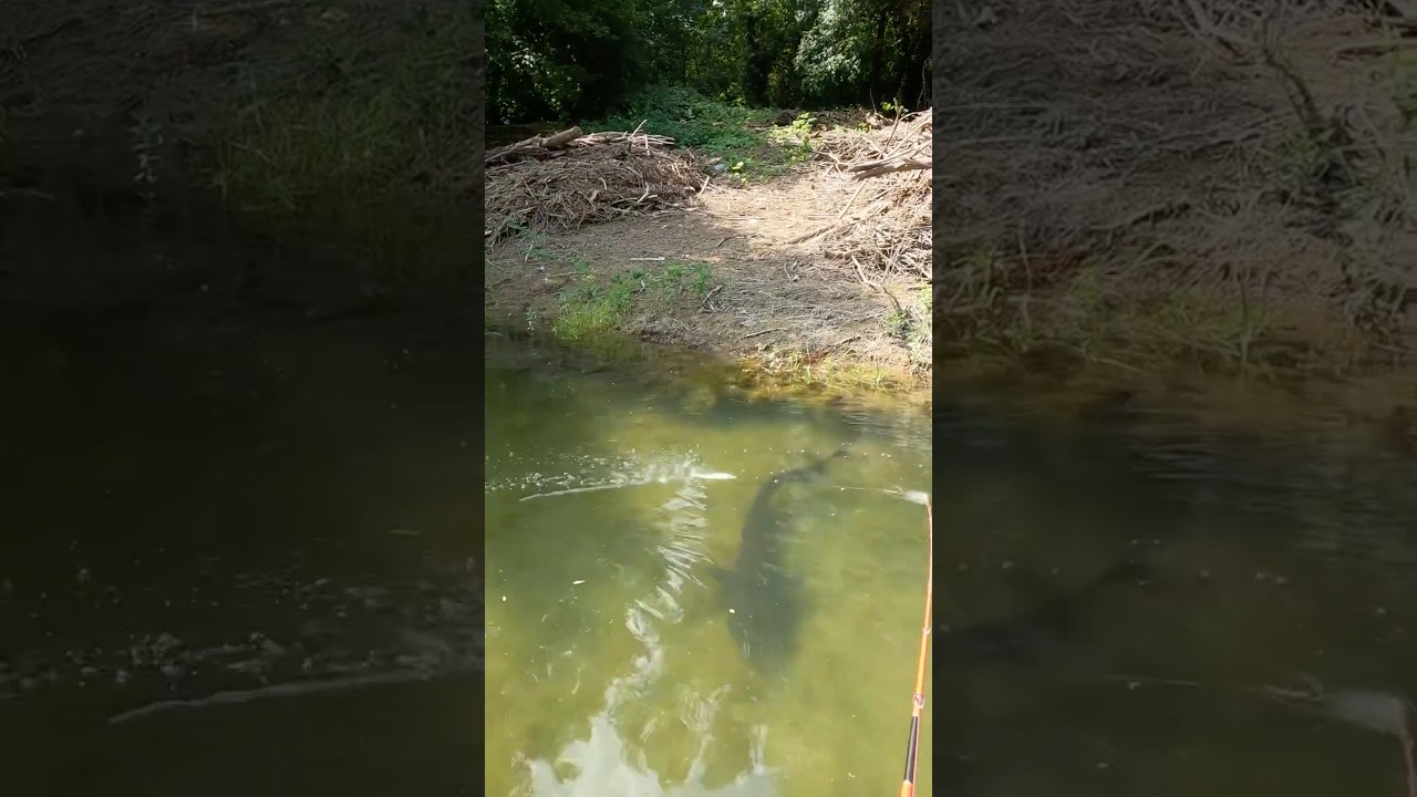 Un r&eacute;veil doux pour ce silure au whopper plopper ⏰I wake up this catfish with a whopper plopper