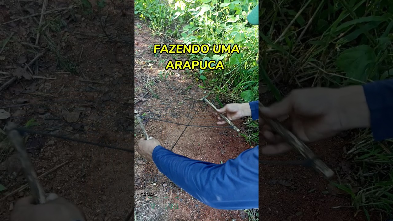 COMO FAZER ARAPUCA #arapuca #armadilha #sert&atilde;o #caatinga #nordeste