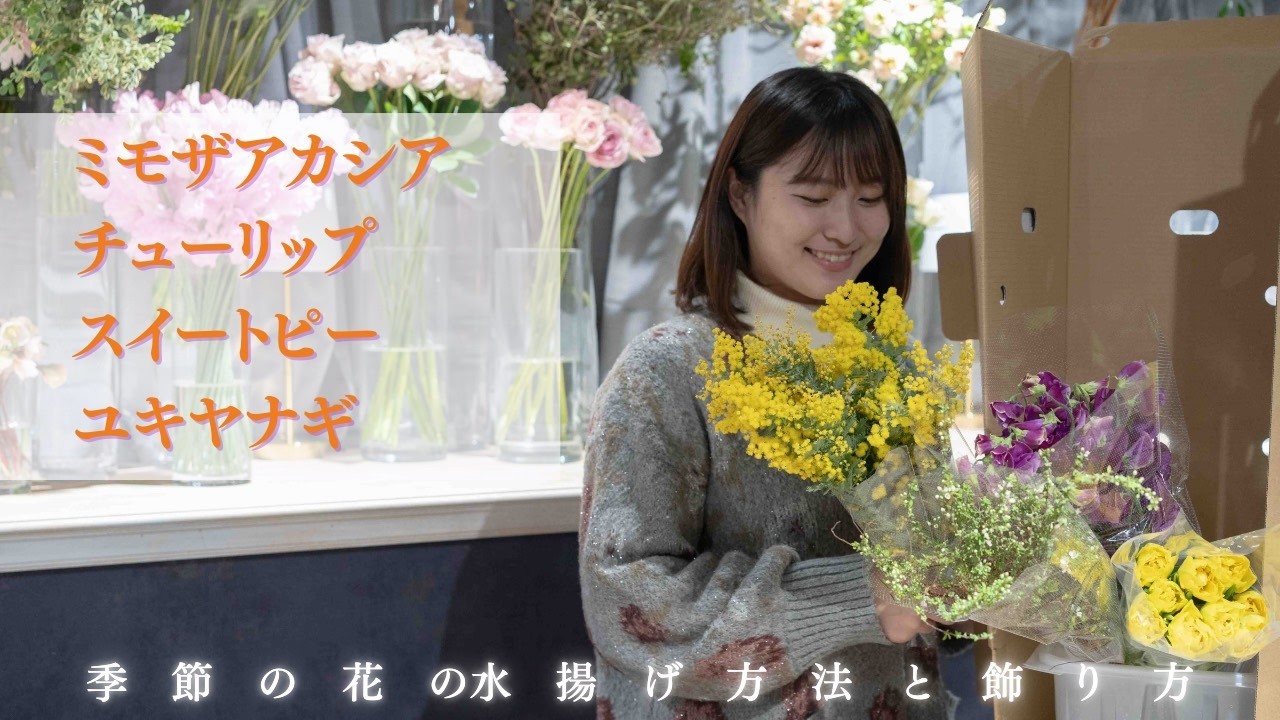 季節の花の水揚げ方法と飾り方  ミモザアカシア　チューリップ　スイートピー　ユキヤナギ  2/7.10