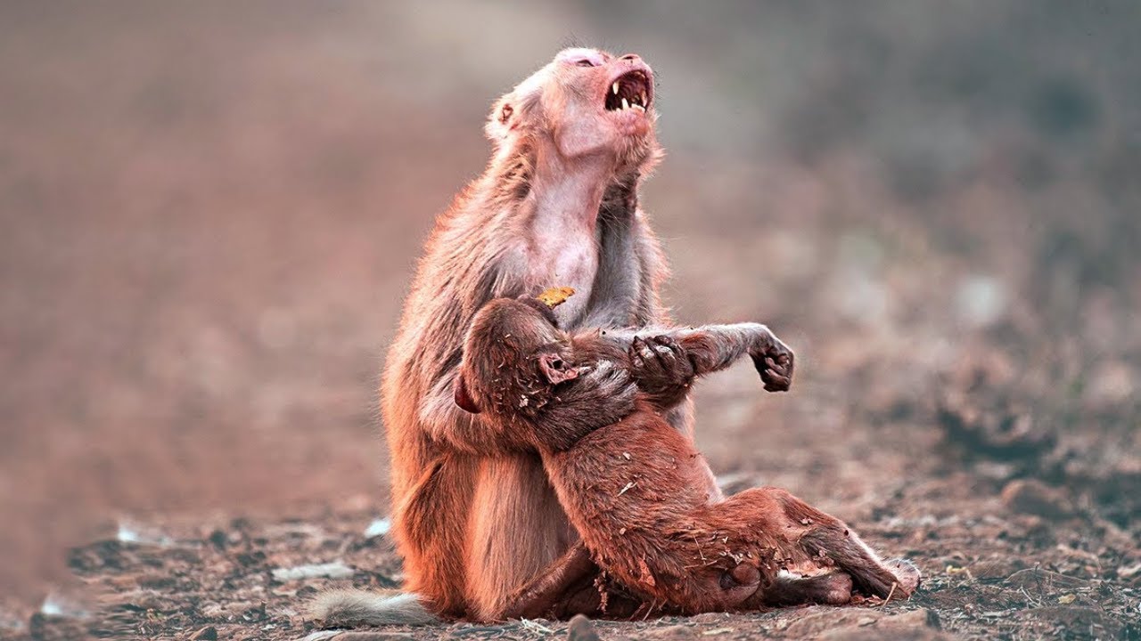 30 Animaux Qui Ont Demand&eacute; De l'aide et de la Gentillesse Aux Gens !