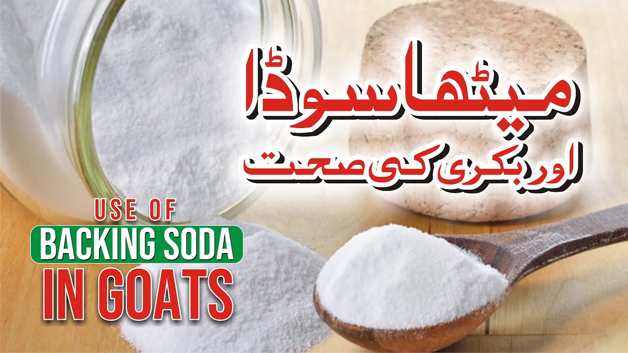 Goat Health and Baking Soda | میٹھا سوڈا اور بکری کی صحت  | Baking Powder | میٹھے سوڈے کا استعمال