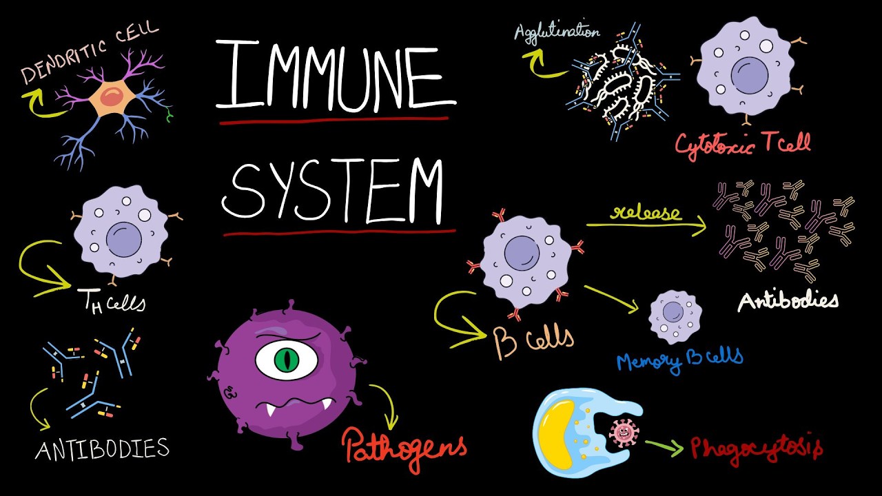 Understanding immunology in 15 mins | Immunology overview part 1 | For Msc and Bsc students
