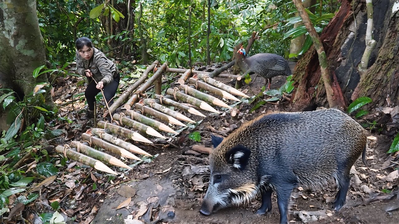 Tracking Wild Boar Footprints and How to Set Effective Traps in the Wild, survival alone