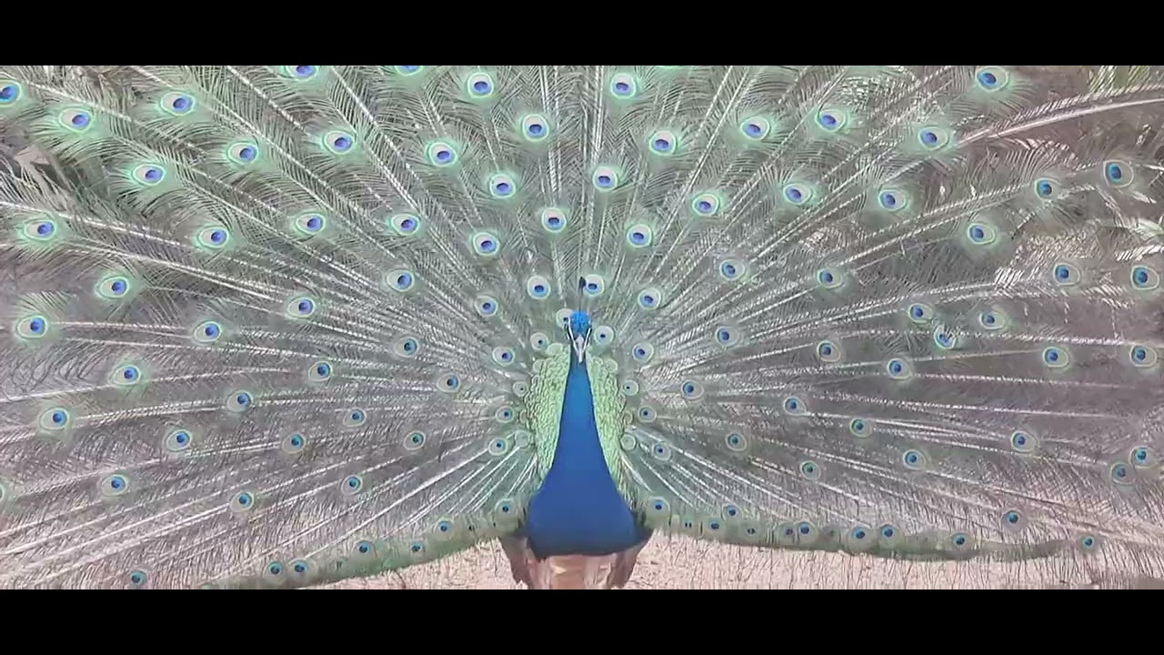 Peacock strutting and shaking its train