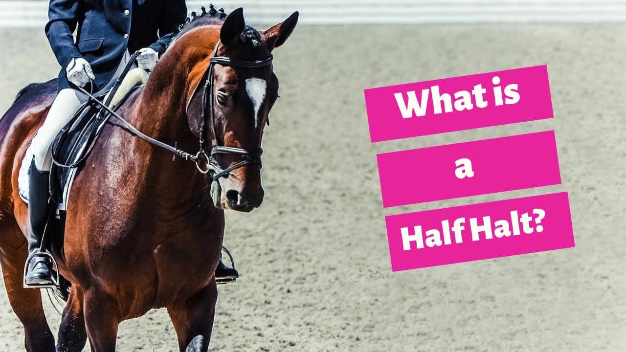 Rober Dover: What is a Half Halt