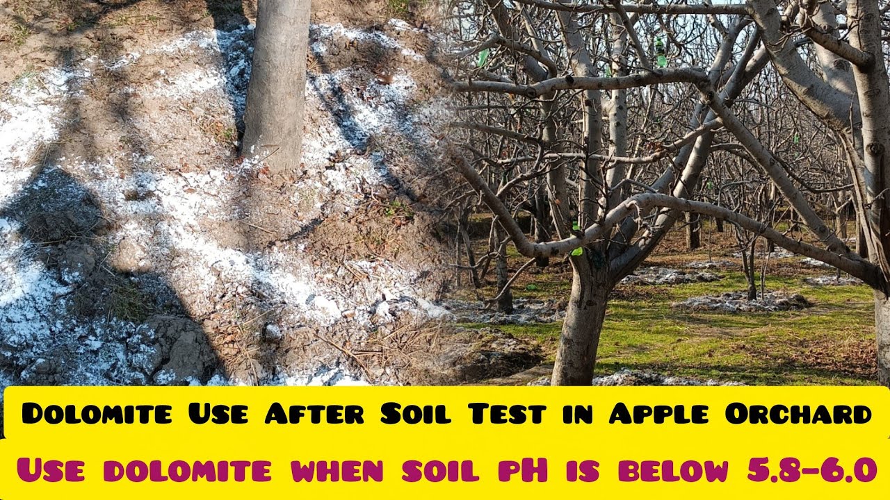 Dolomite Use After Soil Test in Apple Orchard 🍎Use dolomite when soil pH is below 5.8–6.0