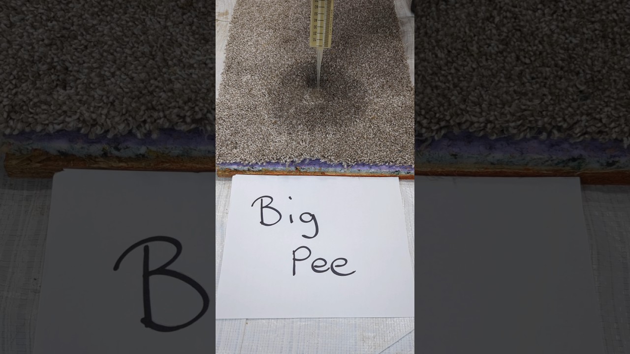 How Professionals Remove Pet Urine From Carpet