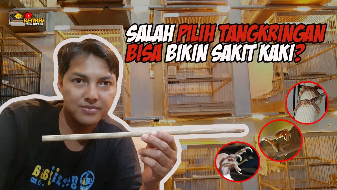 HATI-HATI || TANGKRINGAN KENARI PENYEBAB KUKU KRITING DAN URAT MERAH, PILIH YANG MANA?