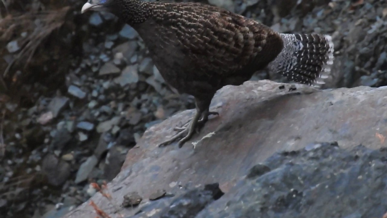 Sclater's Monal Female