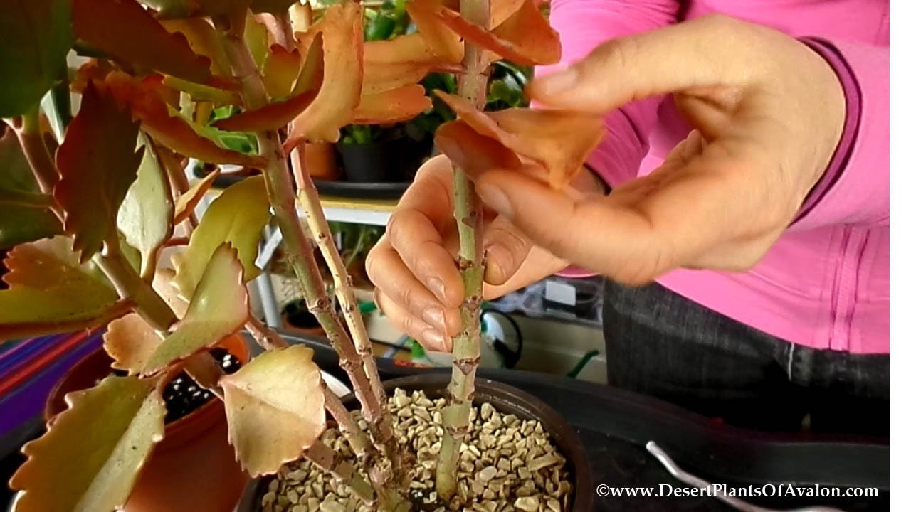 How to Propagate Kalanchoe Succulent Plants