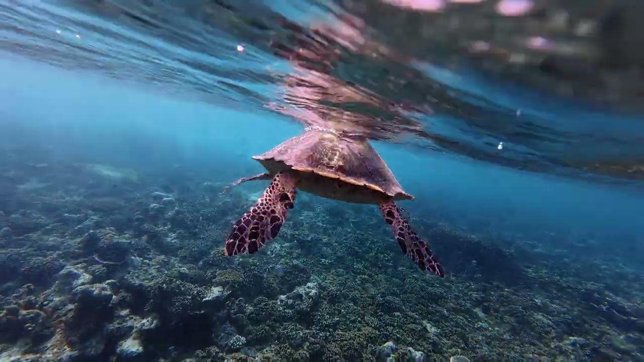 Snorkeling W maldives Aug 2025