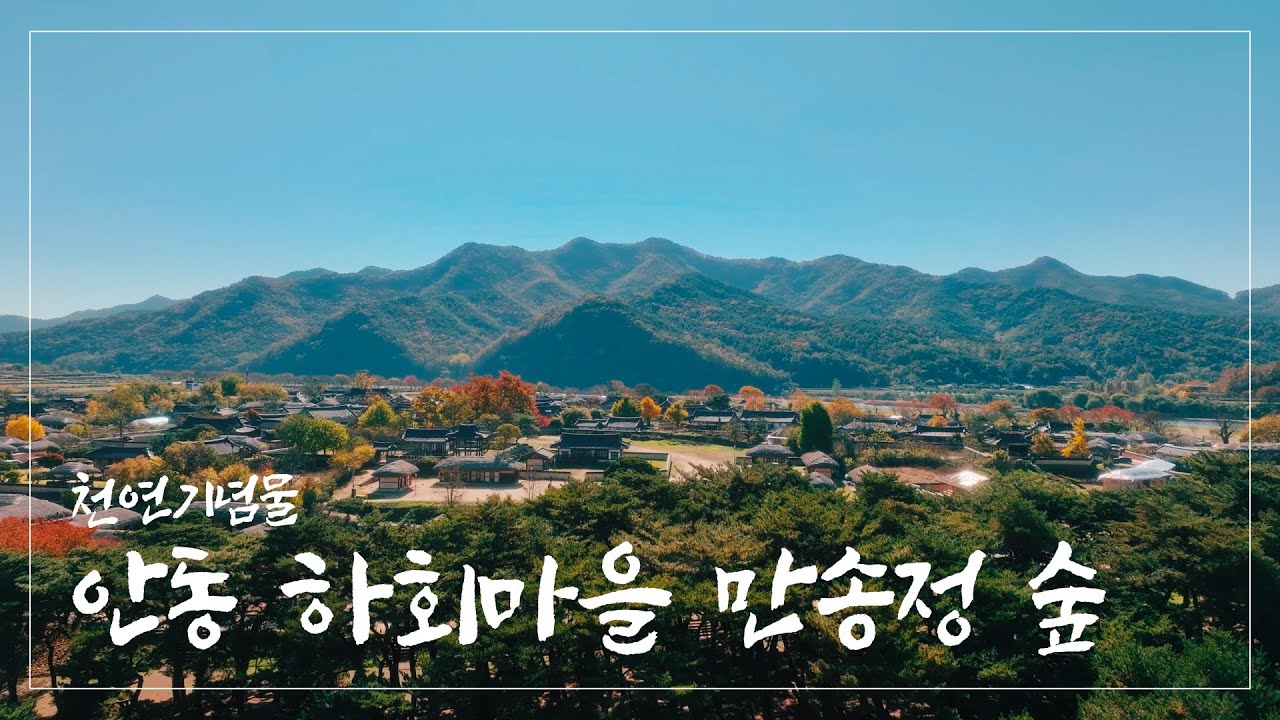 [아름다운 한국의 자연유산] 안동 하회마을 만송정 숲