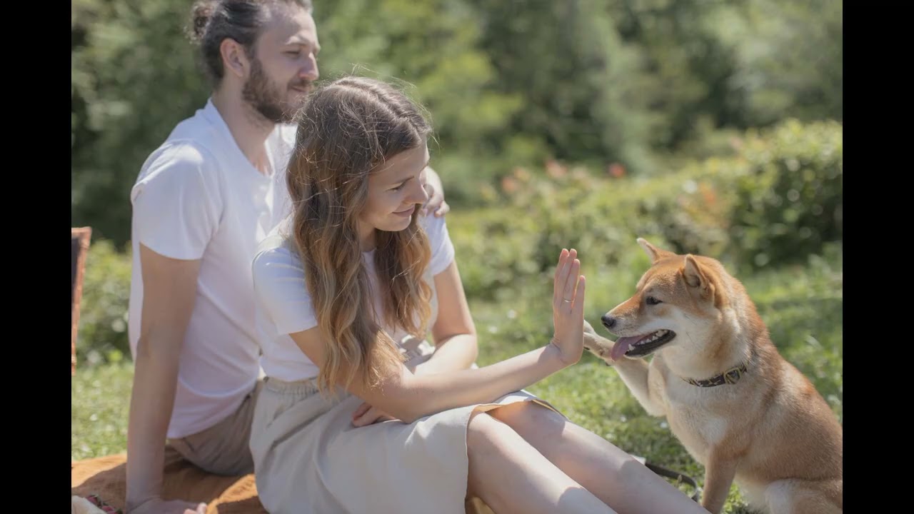 El Mejor Seguro de Mascotas para Perros: Una Guía Completa