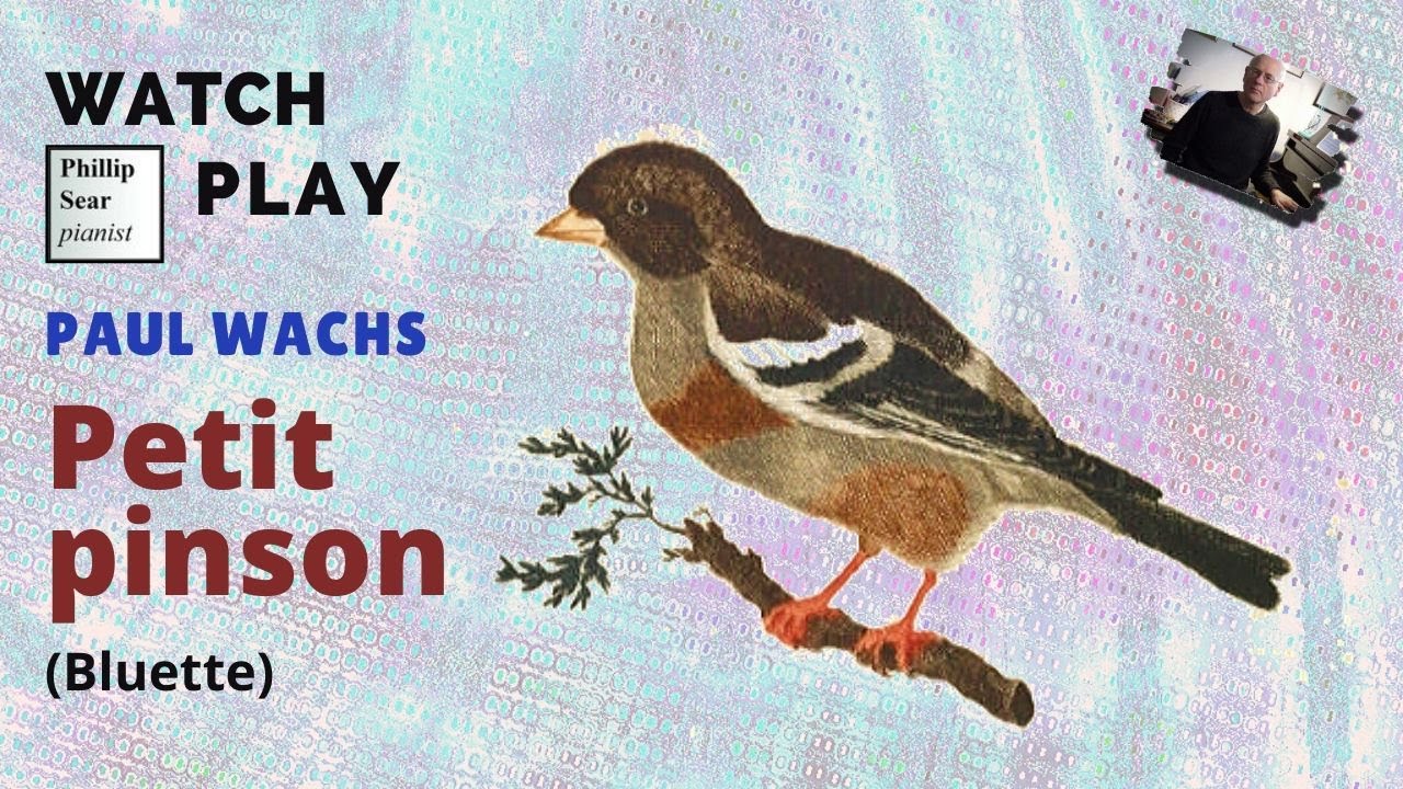 Paul Wachs : Petit Pinson (Bluette)
