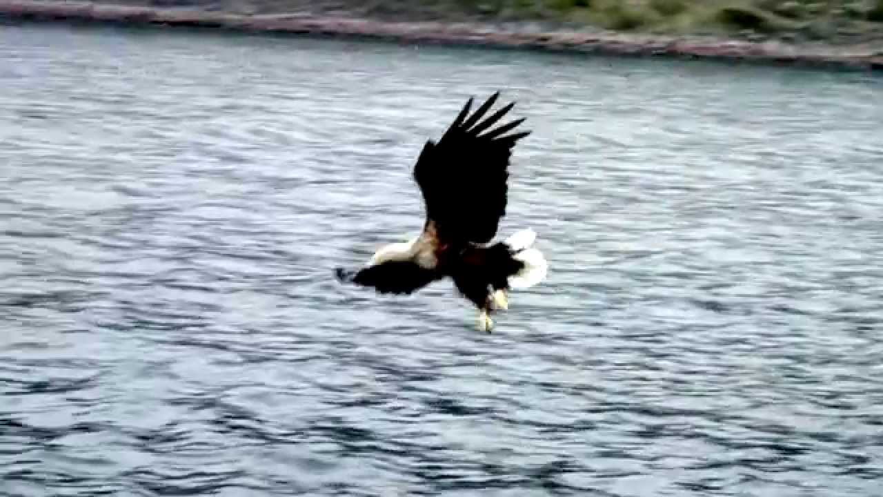 Trollfjord & SEA EAGLE Safari - A Hurtigruten 'Arctic Awakening' Tour - May 2014