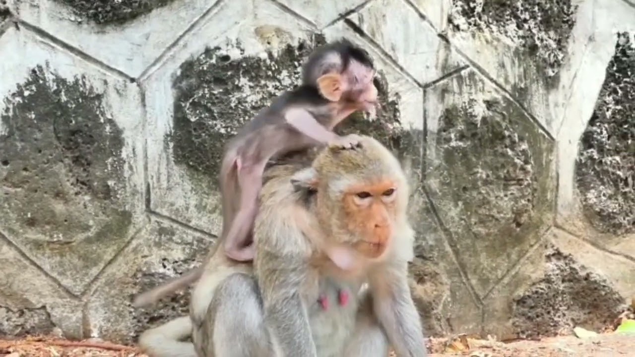 monyet kecil super lucu