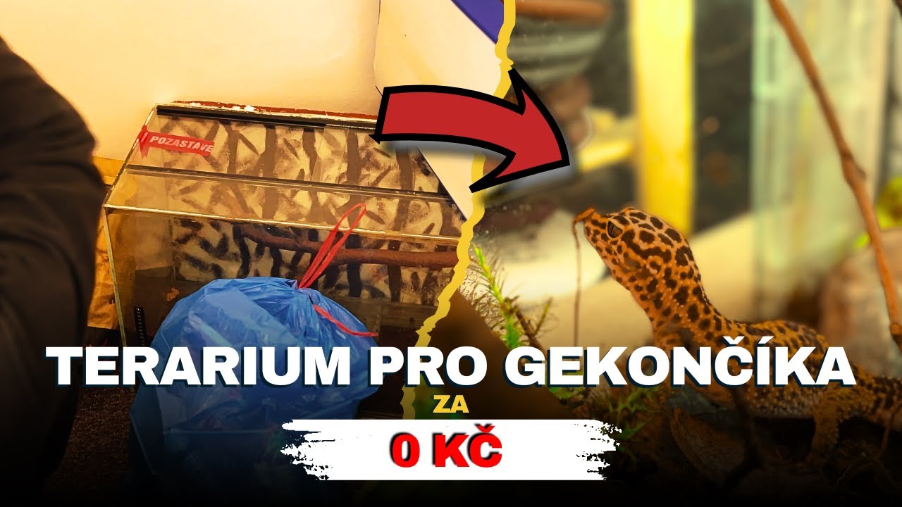 TERÁRIUM PRO GEKONČÍKA ZA 0 KORUN!