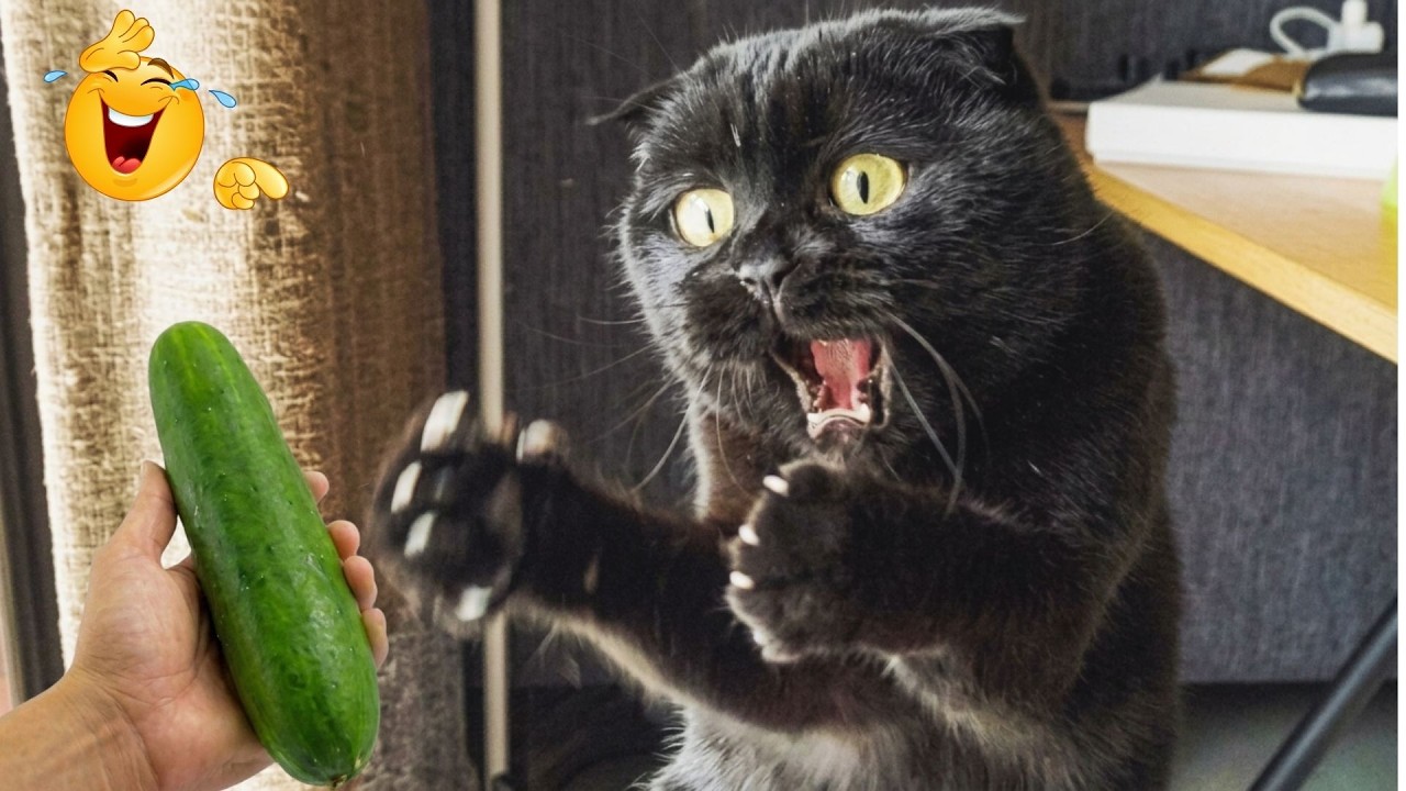 😂 Funniest Animal Videos  Super Dramatic Dogs and Totally Funny Cats | Try Not To Laugh Today 😻