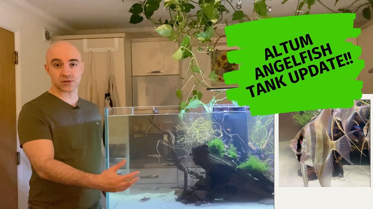 Altum Angelfish Aquarium Update ONE month later