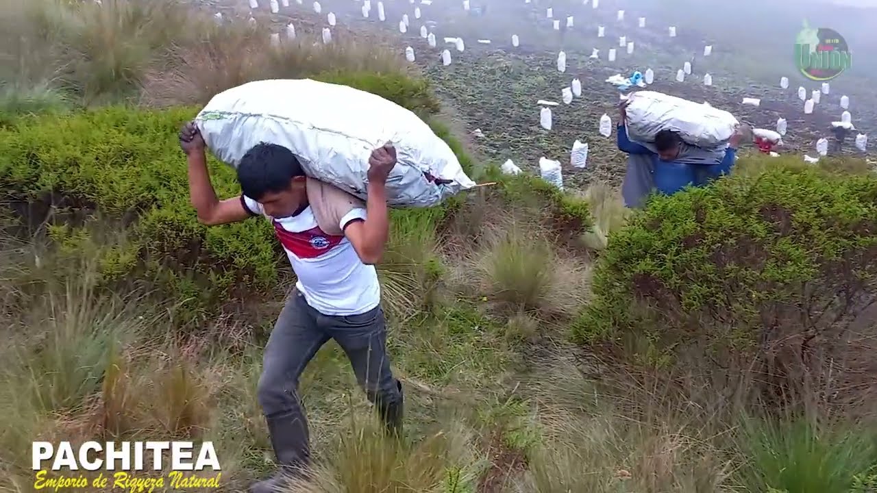 AGRICULTURA EN PACHITEA