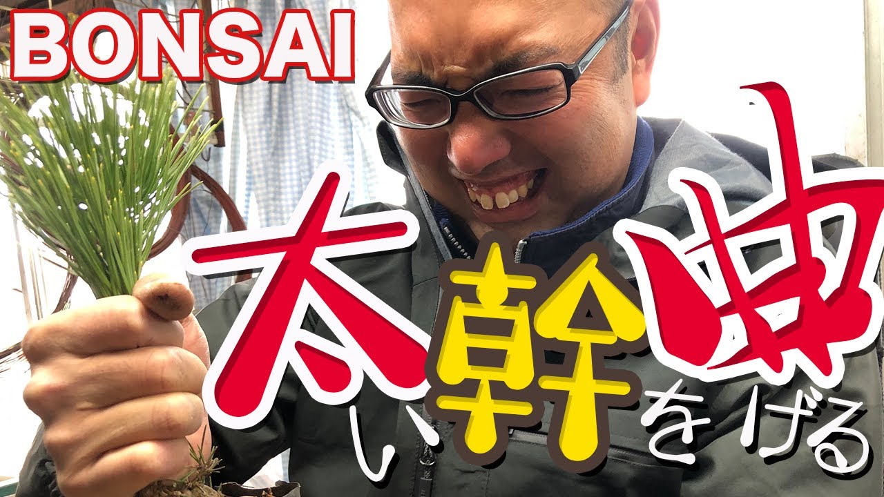 太くなり過ぎた幹を無理やり曲げてみた【種からつくる盆栽】