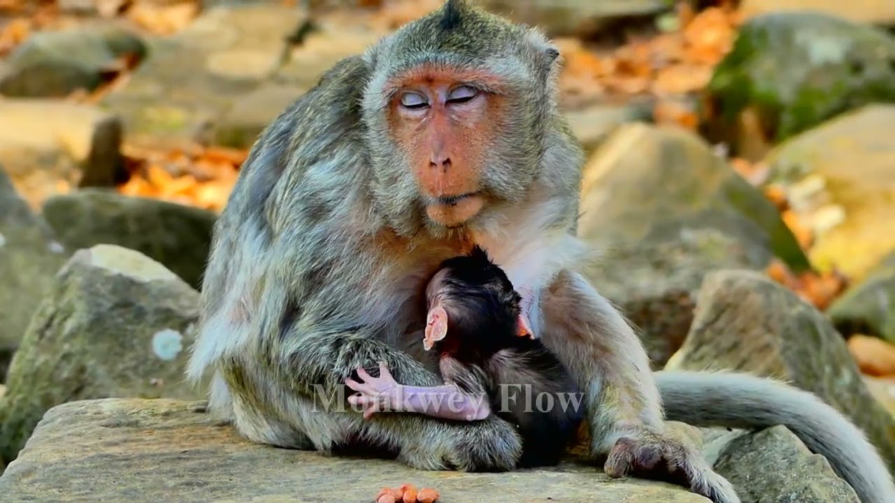 WoW!! so cute baby monkey at Alba Troop | Mom Scarlet happy with little so sweet and sweet milk