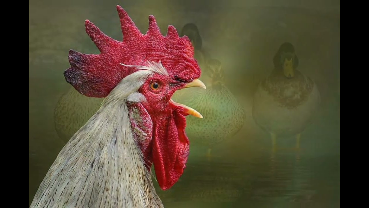 Country Bird, 136, Instrumentalmusik