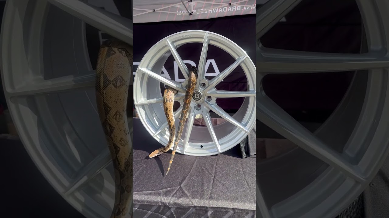 Wheel game sick #wheels #snakes #brada