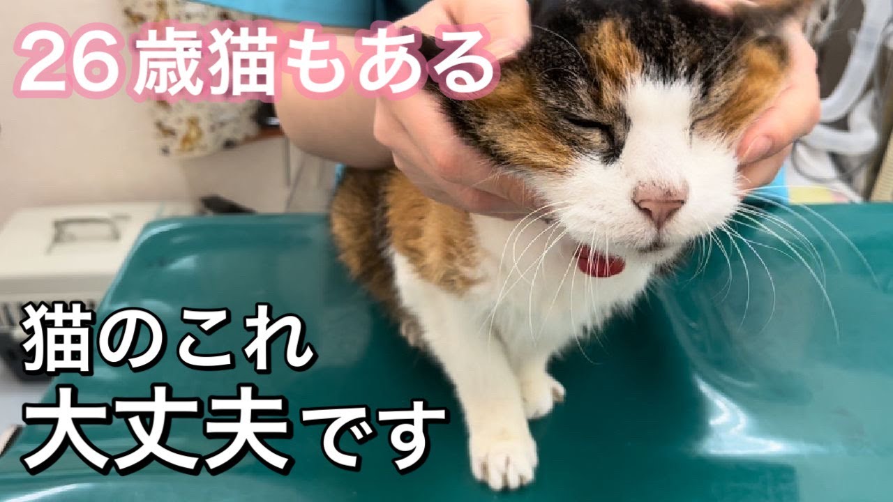 高齢猫によくある爪のコレ、大丈夫です。【２６歳猫の爪の垢】