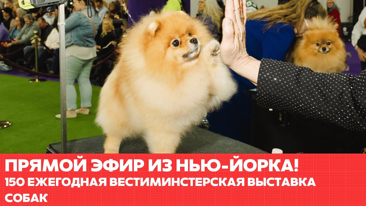 За кулисами выставки собак в Вестминстере 