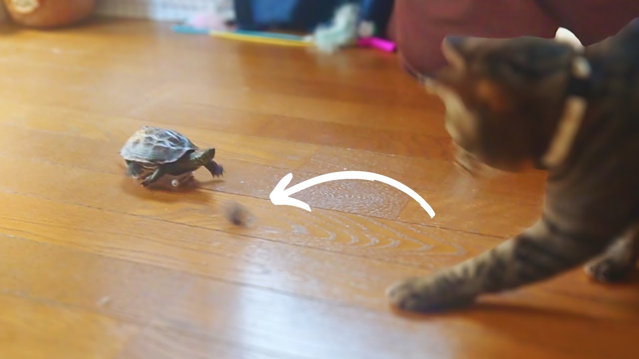 一緒にボール遊びをする猫とスケボー亀【Let's play ball together! cat and skateboard turtle】