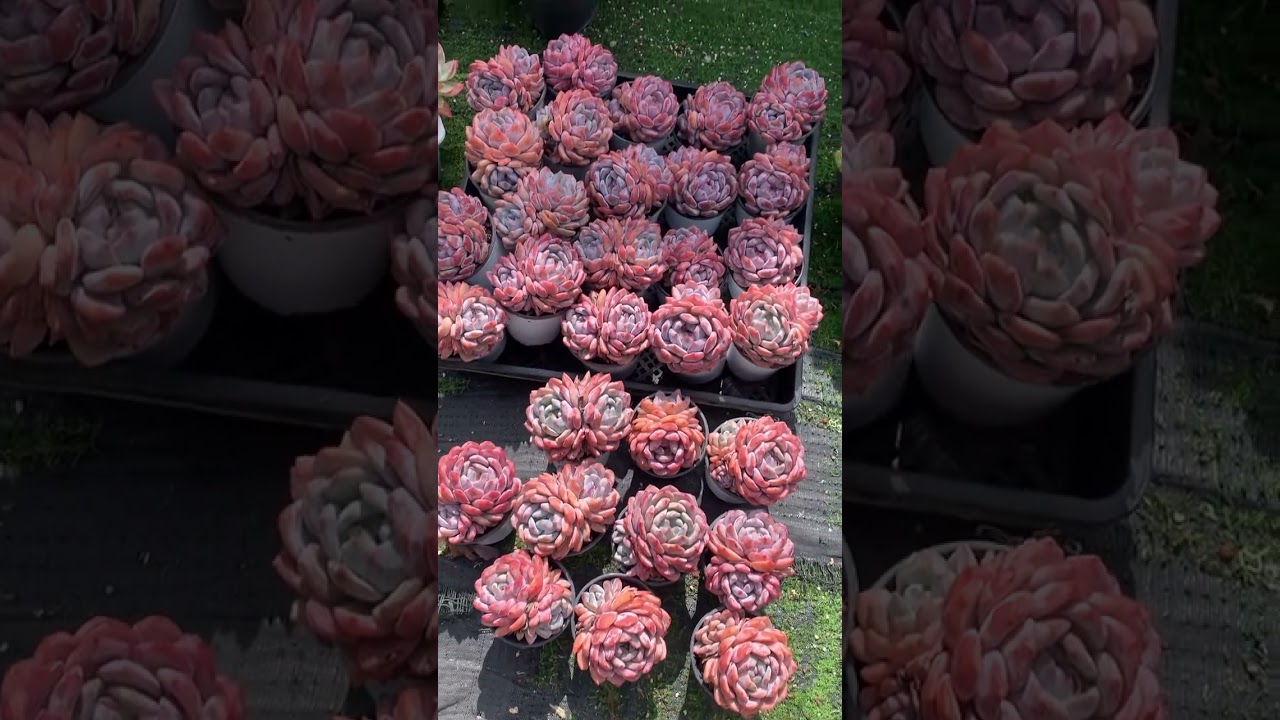 Beautiful echeveria orange Monroe #succulent #succulentcollection #succulentobsession