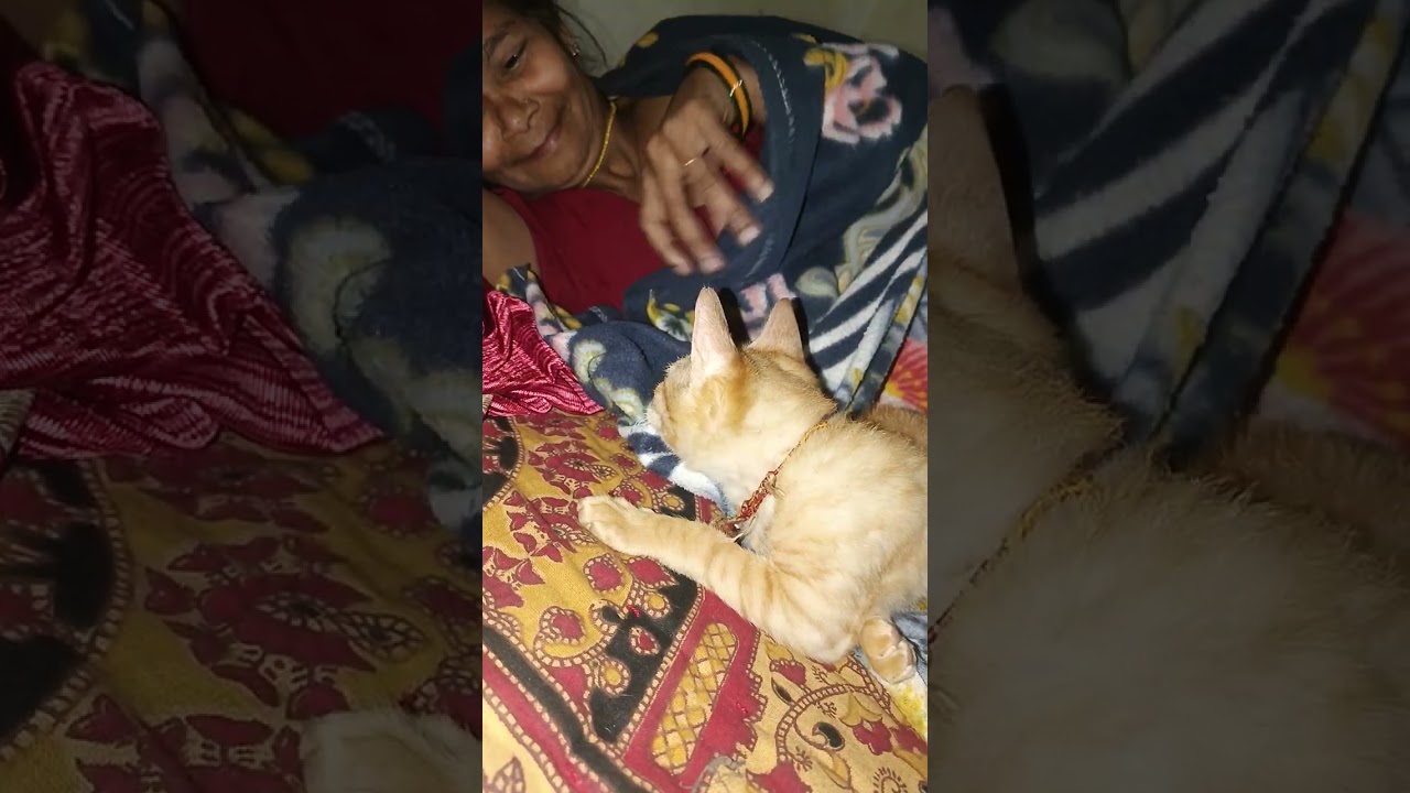 Raat Ke 2:00 Baj rahe hain aur mera Billi khelne Laga yah tang karta hai raat ko Din Mein soyega 