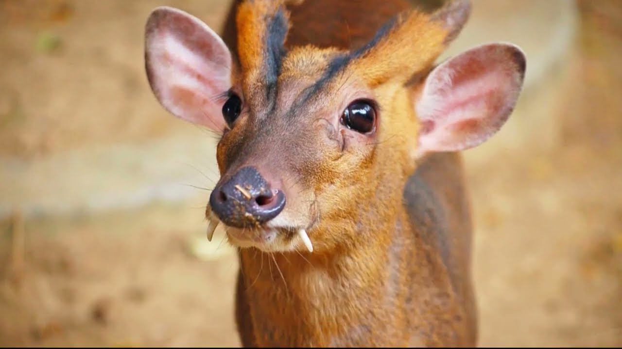 Мунтжак  Саблезубый олень,ест мясо,охотится и лает как собака