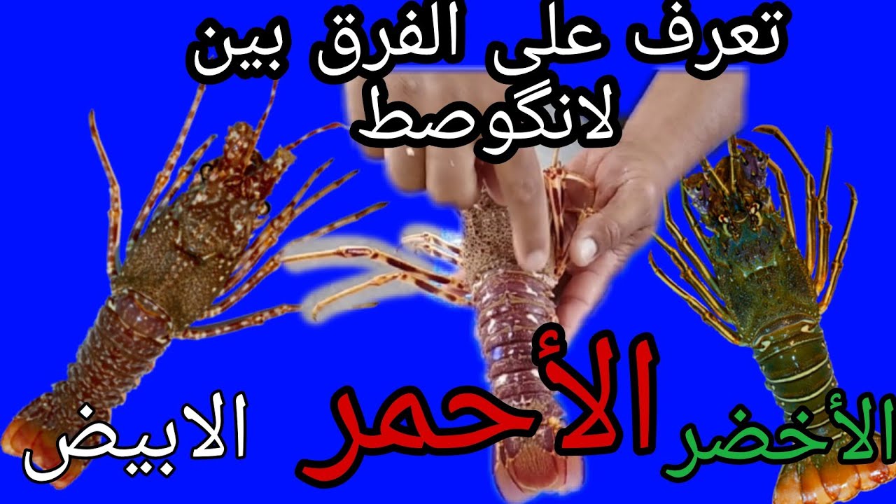 أجي تعرف الحوت انواع لانگوصط و المعلومات المهمة و طريقة تنظيفه langouste royale